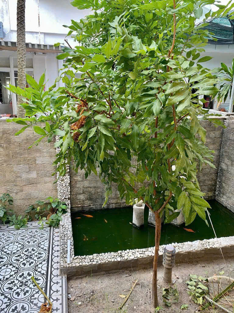 My Thai villa for sale 1 Phu My Hung, District 7 with 3 bedrooms, large garden in the southeast – 175m2 9