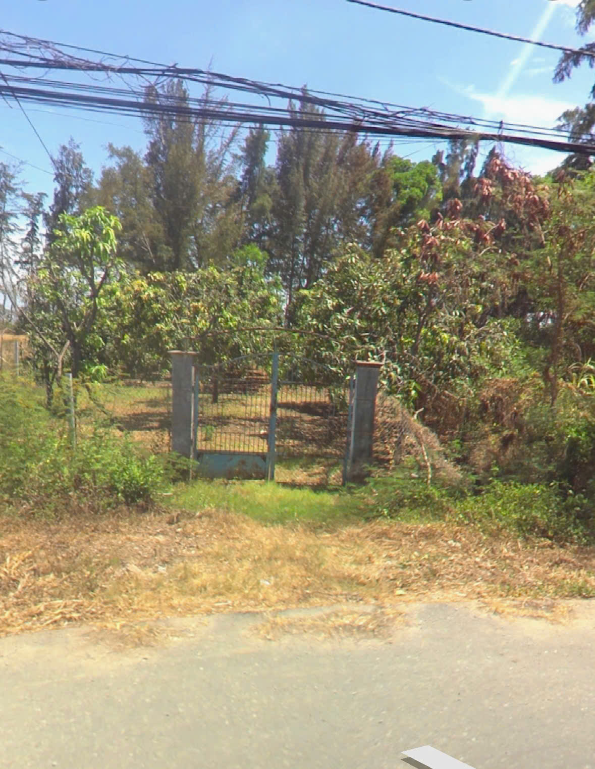 Land for sale in front of Duyen Hai street, Long Hoa, Can Gio near the sea, large area, perennial tree land with 200m2 of residential land