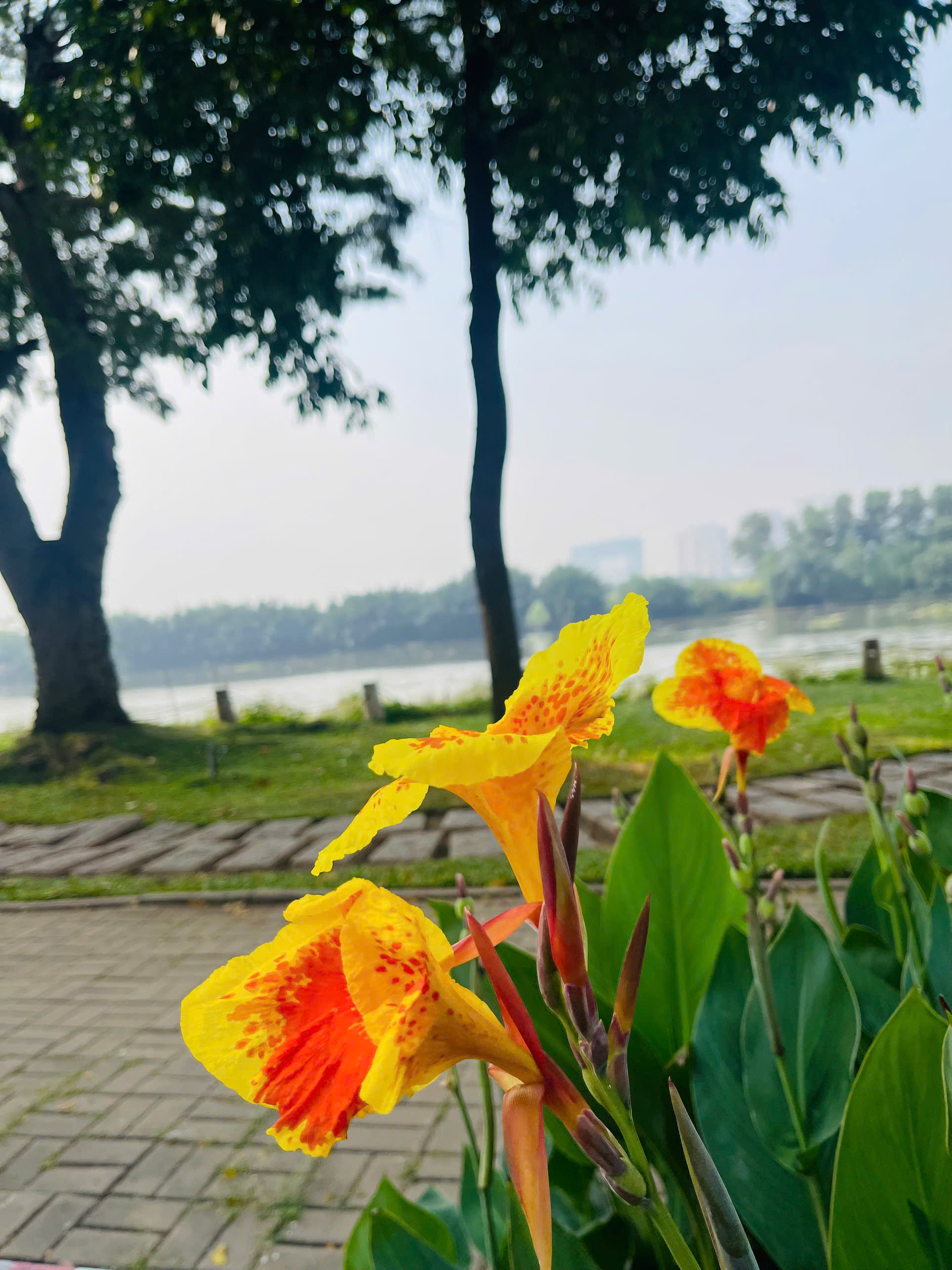 Panorama shophouse for sale or lease in Phu My Hung, District 7 with river view with large parking lot basements – 547m2 8